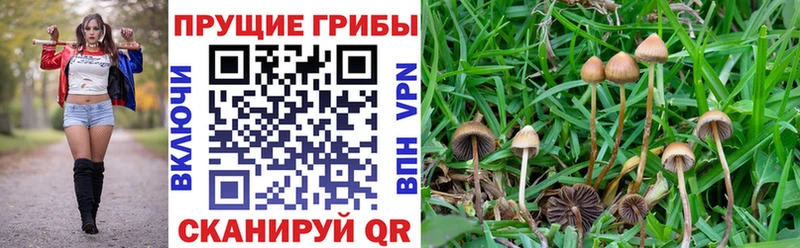hydra   Горнозаводск  Псилоцибиновые грибы мицелий 